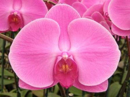 Rocket Farms Supports Breast Cancer Awareness