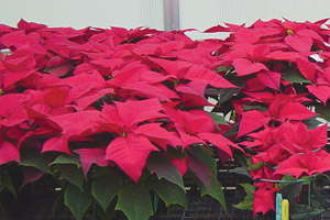 Avoiding Rookie Mistakes With PGRs