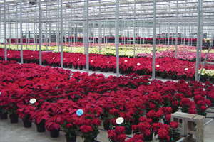 Millstadt Young Plants Now An Independent Root-And-Sell Propagator