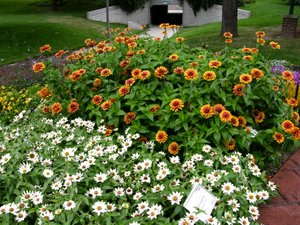 2010 Field Trials: Colorado State
