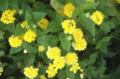 Varieties That Thrived In The Dallas Heat