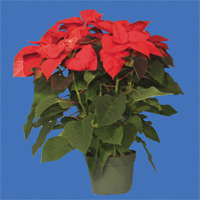 Revisiting Poinsettia Cold Finishing Up North