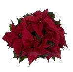 Selecta’s New 2009 Poinsettia Varieties