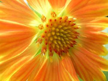 Production Tips For Top Performers: Gaillardia ‘Oranges & Lemons’