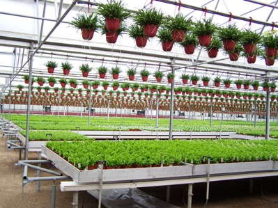 Hermann Engelmann Greenhouses