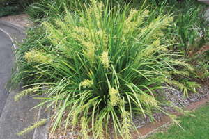 Celebrating Grasses