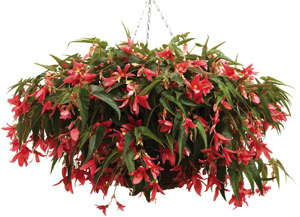 Medal Of Excellence Nominee: Bellagio And Mandalay Begonias