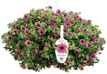 Special Tag Program For Pretty Much Picasso