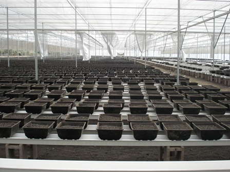 Dömmen Opens New Greenhouse Facility
