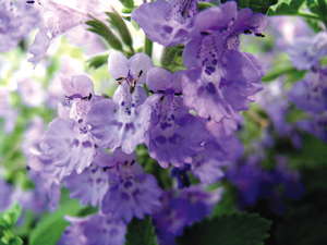 Nepeta x faassenii ‘Walker’s Low’