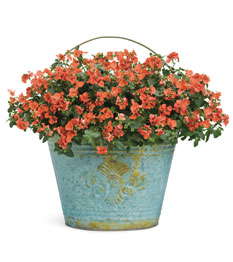 Up Close On ‘Flirtation Orange’