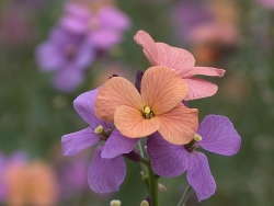 Up Close On Erysimum ‘Jenny Brook’
