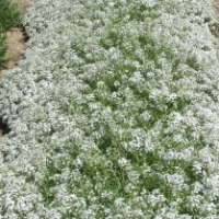 2009 Field Trials: Ohio State University – Springfield