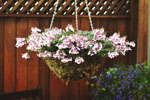 Basket Bonanza!