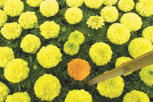 Reducing Crop Shrinkage