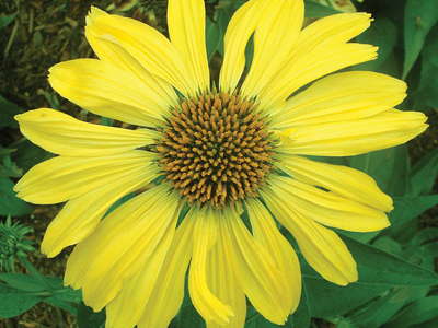 Production Tips For Top Performers: Echinacea ‘Sunrise’ & ‘Harvest Moon’