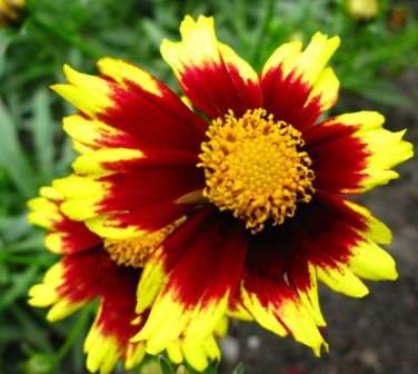 Coreopsis Added To Big Bang Series