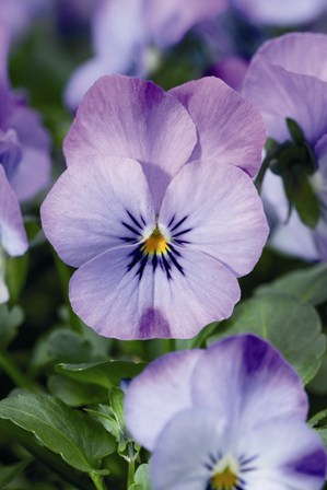 AAS Names Another Variety A Winner