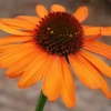 Classic City Awards For Perennials