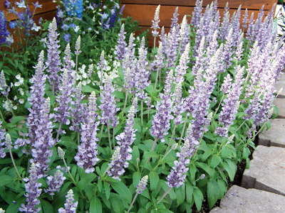 New Varieties Guide 2009: Bodger