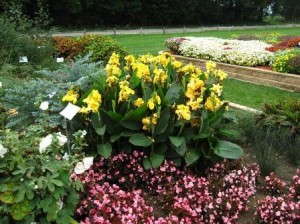 Canna Cannova Series (Midwest)