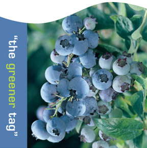 HIP Reveals Unique Green Tag