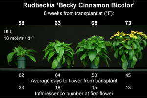 Energy-Efficient Annuals: Rudbeckia & Viola
