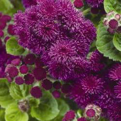 Plants With Polish