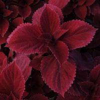 Conservatory Releases Field Trials Report