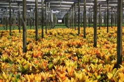 Delray Plants Co.