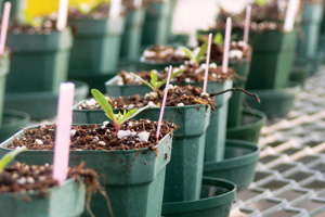 The Peat Report: A Case Against Canadian Peat Moss