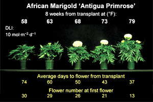 Energy-Efficient Annuals: Timing Marigolds