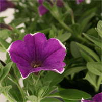 Petunia Making Debut At Home Depot