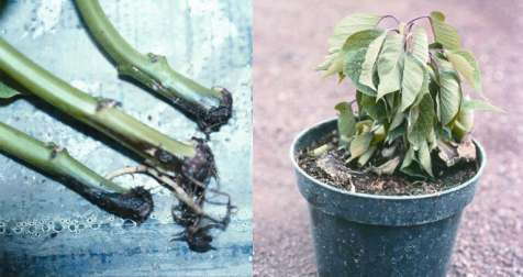 Powerful Poinsettias