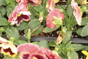 Understanding Plant Nutrition: Environmentally Induced Plants