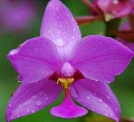 Hort Couture’s Outdoor Orchids