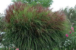 Outstanding Ornamental Grasses For Landscapes And Containers