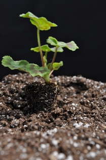 Fafard Introduces Germinating Mix In Bales