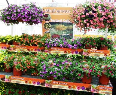 Calling All Grower-Retailers Of MiniFamous