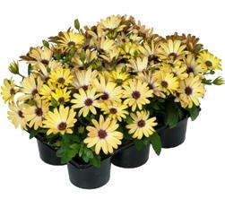 Margarita Nano Osteospermum Series From Fides