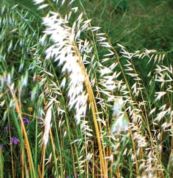 Ornamental Grasses To Consider