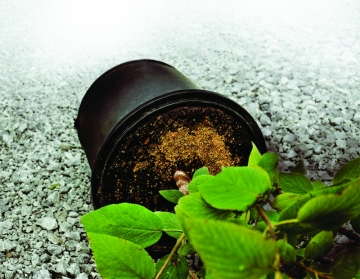 Is Osmocote Pro With Fusion Technology For You?