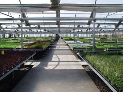 Building A New Greenhouse