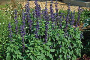 Lessons Learned From The California Drought