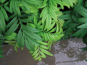 Understanding Plant Nutrition: An Introduction