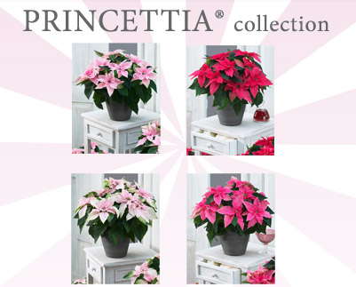Suntory’s New Poinsettia Collection