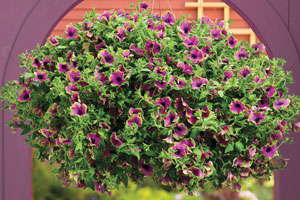 A New Edge In Petunias