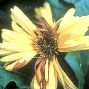 Be On The Lookout For Botrytis Blight