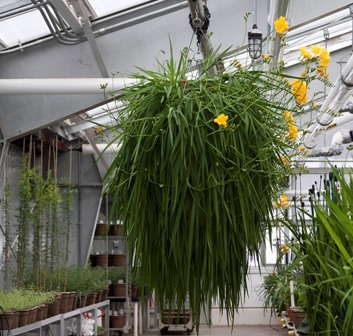 Slideshow: Freesia Flowers