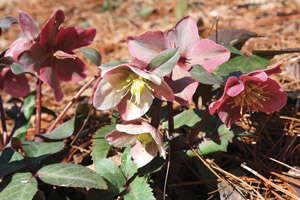 Heckuva Good Hellebore Selection